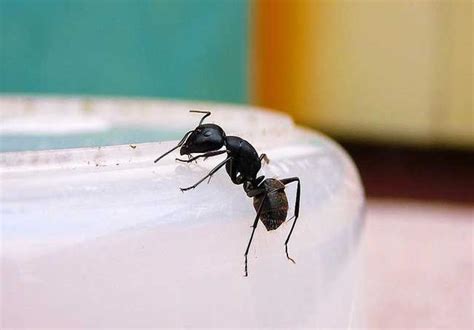 風水 魚缸 家裡螞蟻很多怎麼辦